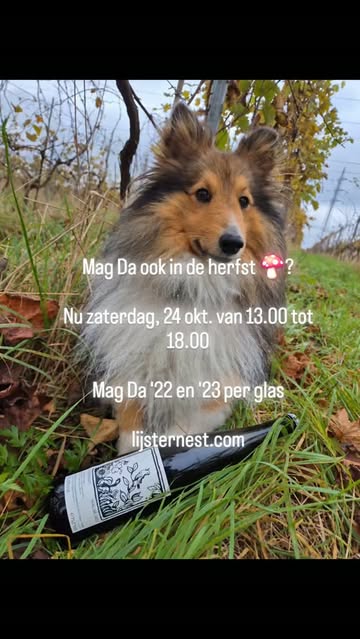 Wij zorgen voor het mooie weer😉
#wijngaardlijsternest #bwa #vitisbatardusliberata #vinsvivants
