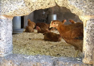 🐔Piep... Het is weer die tijd van het jaar, de kippen kunnen geslacht worden! 🐔

Bestel nu je 𝘃𝗲𝗿𝘀𝗲 𝗯𝗿𝗮𝗮𝗱𝗸𝗶𝗽(𝗽𝗲𝗻) en haal af op vrijdag 29 mei of zaterdag 30 mei:
- in de boerderijwinkel op De Zonnekouter
- bij De Vroente op de Lousbergmarkt
- in jouw groentepakket-afhaalpunt

𝗕𝗲𝘀𝘁𝗲𝗹𝗹𝗲𝗻 𝗸𝗮𝗻 𝘁𝗼𝘁 𝗲𝗻 𝗺𝗲𝘁 𝗱𝗶𝗻𝘀𝗱𝗮𝗴 𝟮𝟲 𝗺𝗲𝗶 𝘃𝗶𝗮 𝗱𝗲𝘇𝗲 𝗹𝗶𝗻𝗸: https://forms.gle/8C6A1ZwmKVg6N6HPA

ℹ️𝙒𝙖𝙩 𝙢𝙖𝙖𝙠𝙩 𝙙𝙚 𝙕𝙤𝙣𝙣𝙚𝙠𝙤𝙪𝙩𝙚𝙧 𝙠𝙞𝙥 𝙯𝙤 𝙨𝙢𝙖𝙖𝙠𝙫𝙤𝙡?
𝘋𝘦 𝘬𝘪𝘱𝘱𝘦𝘯 𝘻𝘪𝘫𝘯 𝘷𝘢𝘯 𝘦𝘦𝘯 𝘵𝘳𝘢𝘢𝘨 𝘨𝘳𝘰𝘦𝘪𝘦𝘯𝘥 𝘳𝘢𝘴 𝘦𝘯 𝘬𝘳𝘪𝘫𝘨𝘦𝘯 𝘷𝘰𝘭𝘥𝘰𝘦𝘯𝘥𝘦 𝘵𝘪𝘫𝘥 𝘰𝘮 𝘶𝘪𝘵 𝘵𝘦 𝘨𝘳𝘰𝘦𝘪𝘦𝘯. 𝘡𝘦 𝘸𝘰𝘳𝘥𝘦𝘯 𝘶𝘪𝘵𝘴𝘭𝘶𝘪𝘵𝘦𝘯𝘥 𝘣𝘪𝘰𝘭𝘰𝘨𝘪𝘴𝘤𝘩 𝘨𝘦𝘷𝘰𝘦𝘥𝘦𝘳𝘥, 𝘸𝘢𝘢𝘳𝘣𝘪𝘫 𝘩𝘶𝘯 𝘳𝘢𝘯𝘵𝘴𝘰𝘦𝘯 𝘢𝘢𝘯𝘨𝘦𝘷𝘶𝘭𝘥 𝘸𝘰𝘳𝘥𝘵 𝘮𝘦𝘵 𝘨𝘳𝘰𝘦𝘯𝘵𝘦𝘳𝘦𝘴𝘵𝘦𝘯 𝘷𝘢𝘯 𝘰𝘱 𝘥𝘦 𝘣𝘰𝘦𝘳𝘥𝘦𝘳𝘪𝘫. 𝘉𝘰𝘷𝘦𝘯𝘥𝘪𝘦𝘯 𝘩𝘦𝘣𝘣𝘦𝘯 𝘻𝘦 𝘦𝘦𝘯 𝘳𝘶𝘪𝘮𝘦, 𝘨𝘳𝘰𝘦𝘯𝘦 𝘶𝘪𝘵𝘭𝘰𝘰𝘱 𝘪𝘯 𝘥𝘦 𝘣𝘰𝘰𝘮𝘨𝘢𝘢𝘳𝘥.
𝘋𝘪𝘵 𝘢𝘭𝘭𝘦𝘴 𝘻𝘰𝘳𝘨𝘵 𝘷𝘰𝘰𝘳 𝘭𝘦𝘬𝘬𝘦𝘳 𝘮𝘢𝘭𝘴 𝘷𝘭𝘦𝘦𝘴!

𝗗𝗲 𝘃𝗿𝗮𝗮𝗴 𝗶𝘀 𝗴𝗿𝗼𝗼𝘁, 𝗱𝘂𝘀 𝘄𝗲𝗲𝘀 𝗲𝗿 𝗮𝗹𝘀 𝗱𝗲 𝗸𝗶𝗽𝗽𝗲𝗻 𝗯𝗶𝗷… 😁
