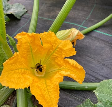 Stagiair Beliz over de bestuifspecialist van de natuur: de hommel 🐝

'𝘋𝘰𝘰𝘳 𝘥𝘦 𝘷𝘰𝘳𝘮 𝘷𝘢𝘯 𝘥𝘦 𝘣𝘭𝘰𝘦𝘮𝘦𝘯 𝘷𝘢𝘯 𝘯𝘢𝘤𝘩𝘵𝘴𝘤𝘩𝘢𝘥𝘦 𝘱𝘭𝘢𝘯𝘵𝘦𝘯 𝘪𝘴 𝘩𝘦𝘵 𝘷𝘰𝘰𝘳 𝘷𝘦𝘦𝘭 𝘪𝘯𝘴𝘦𝘤𝘵𝘦𝘯 𝘦𝘳𝘨 𝘮𝘰𝘦𝘪𝘭𝘪𝘫𝘬, 𝘰𝘧 𝘻𝘦𝘨 𝘭𝘪𝘦𝘷𝘦𝘳 𝘰𝘯𝘮𝘰𝘨𝘦𝘭𝘪𝘫𝘬 𝘰𝘮 𝘻𝘪𝘤𝘩 𝘪𝘯 𝘥𝘦 𝘣𝘭𝘰𝘦𝘮 𝘵𝘦 𝘸𝘳𝘪𝘯𝘨𝘦𝘯 𝘦𝘯 𝘣𝘪𝘫 𝘩𝘦𝘵 𝘴𝘵𝘶𝘪𝘧𝘮𝘦𝘦𝘭 𝘵𝘦 𝘬𝘰𝘮𝘦𝘯, 𝘮𝘢𝘢𝘳 𝘥𝘦 𝘩𝘰𝘮𝘮𝘦𝘭 𝘩𝘦𝘦𝘧𝘵 𝘩𝘪𝘦𝘳𝘷𝘰𝘰𝘳 𝘦𝘦𝘯 𝘵𝘳𝘶𝘤𝘫𝘦 𝘣𝘦𝘥𝘢𝘤𝘩𝘵.'

Wat dit trucje juist is, lees je hier: https://www.dezonnekouter.be/nieuws-activiteiten/pakket-week-21-2026/

𝗦𝗮𝗺𝗲𝗻𝘀𝘁𝗲𝗹𝗹𝗶𝗻𝗴 𝗽𝗮𝗸𝗸𝗲𝘁:
Klein: paksoi en radijs van eigen Zonnekouterland (Vroente); warmoes van ’t Goed ter Heule; aubergine van Vermeulen; bloemkool van Ecodal, pastinaak van Livinushof; (Be).
Groot: spinazie, radijs, paksoi en rode bietjes van eigen Zonnekouterland (Vroente); snijsla en koriander van Ourobouros (Vroente); koolrabi van de Kollebloem (Vroente); pastinaak van Livinushof; kastanjechampignons van Chamrova; warmoes van ’t Goed ter Heule, wortel (Be).
Gemengd: Chinese kool, courgettes, kervel of rucola en spinazie van eigen Zonnekouterland (Vroente); pastinaak van Livinushof; jonagored of jonagored van De Fruittuin; banaan (Pe, fair Trade); aardbei van ’t Goed ter Heule.
Fruit: jonagored van de Fruittuin; aardbei van ’t Goed ter Heule; appelsien (ES); kiwi (Es); watermeloen (Es).
Brood: gist: voltarwe ; fantasie: combicorn; desem: zon van Bakkerij Himschoot

❓ Wist je dat je als abonnee ook extra producten kan bij bestellen via de webshop? Log in op je account en leef je uit!