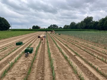 Terwijl de winterprei geplant wordt in gunstig weer, bekomen we nog na van de hittegolf van voorbije weken.
Het vroeg enige herorganisatie op het land. We begonnen vroeger om niet op het heetst van de dag de serre in te moeten of groenten van het land te moeten halen. Of gingen later op de avond nog snel sla planten om het ook voor de gewassen zo aangenaam mogelijk te houden.

Maar helaas maakte de oplopende temperaturen tot 38° op vrijdag vrijwel onmogelijk om kwalitatieve groenten en fruit tot bij jullie te krijgen.
En kwaliteit is nu net één van de pijlers van de Zonnekouter. We voelen ons dus zeer verveeld met de situatie.

Het is een geval van overmacht, maar toch willen we jullie graag iets compenseren door elk pakket een extra groente te geven (komkommer of rucola). We hopen hiermee toch een beetje tegemoet te komen.