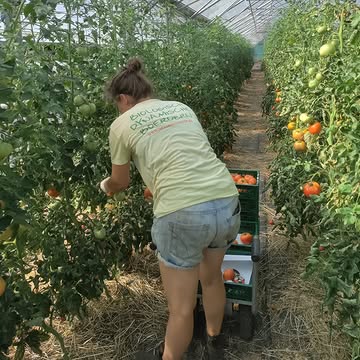 Marie over de tomaten in de serre

'𝘋𝘦 𝘵𝘦𝘮𝘱𝘦𝘳𝘢𝘵𝘶𝘳𝘦𝘯 𝘣𝘭𝘪𝘫𝘷𝘦𝘯 𝘩𝘰𝘰𝘨, 𝘻𝘰𝘢𝘭𝘴 𝘫𝘶𝘭𝘭𝘪𝘦 𝘰𝘰𝘬 𝘷𝘰𝘦𝘭𝘦𝘯, 𝘦𝘯 𝘥𝘢𝘵 𝘮𝘢𝘢𝘬𝘵 𝘥𝘢𝘵 𝘰𝘯𝘻𝘦 𝘵𝘰𝘮𝘢𝘵𝘦𝘯 𝘢𝘢𝘯 𝘦𝘦𝘯 𝘴𝘵𝘦𝘷𝘪𝘨 𝘵𝘦𝘮𝘱𝘰 𝘣𝘭𝘪𝘫𝘷𝘦𝘯 𝘢𝘧𝘳𝘪𝘫𝘱𝘦𝘯. 𝘞𝘦 𝘰𝘰𝘨𝘴𝘵𝘦𝘯 𝘻𝘦 𝘰𝘯𝘨𝘦𝘷𝘦𝘦𝘳 𝘵𝘸𝘦𝘦 𝘬𝘦𝘦𝘳 𝘱𝘦𝘳 𝘸𝘦𝘦𝘬, 𝘦𝘯 𝘵𝘦𝘭𝘬𝘦𝘯𝘴 𝘸𝘦𝘦𝘳 𝘢𝘭𝘴 𝘸𝘦 𝘣𝘪𝘫 𝘩𝘦𝘵 𝘵𝘰𝘮𝘢𝘵𝘦𝘯𝘣𝘭𝘰𝘬 𝘢𝘢𝘯𝘬𝘰𝘮𝘦𝘯 𝘮𝘦𝘵 𝘰𝘯𝘻𝘦 𝘰𝘰𝘨𝘴𝘵𝘬𝘢𝘳𝘳𝘦𝘯 𝘷𝘦𝘳𝘸𝘰𝘯𝘥𝘦𝘳 𝘪𝘬 𝘮𝘦 𝘩𝘰𝘦𝘷𝘦𝘦𝘭 𝘬𝘪𝘭𝘰’𝘴 𝘥𝘢𝘵 𝘦𝘳 𝘯𝘶 𝘸𝘦𝘦𝘳 𝘻𝘪𝘫𝘯 𝘳𝘰𝘰𝘥𝘨𝘦𝘬𝘭𝘦𝘶𝘳𝘥 𝘦𝘯 𝘬𝘭𝘢𝘢𝘳 𝘰𝘮 𝘨𝘦𝘱𝘭𝘶𝘬𝘵 𝘵𝘦 𝘸𝘰𝘳𝘥𝘦𝘯. 𝘋𝘦 𝘱𝘭𝘢𝘯𝘵𝘦𝘯 𝘩𝘦𝘣𝘣𝘦𝘯 𝘥𝘶𝘴 𝘸𝘦𝘭 𝘥𝘦𝘶𝘨𝘥 𝘷𝘢𝘯 𝘥𝘦 𝘸𝘢𝘳𝘮𝘵𝘦, 𝘪𝘯 𝘵𝘦𝘨𝘦𝘯𝘴𝘵𝘦𝘭𝘭𝘪𝘯𝘨 𝘵𝘰𝘵 𝘸𝘪𝘫𝘻𝘦𝘭𝘧.'

Samenstelling pakket
Klein: komkommer, trostomaat, zoete puntpaprika, boswortel, prinsessen van eigen Zonnekouterland (Vroente); boerenkool van De Kollebloem (Vroente); aubergine van Ourobouros (Vroente)
Groot: komkommer, trostomaat, zoete puntpaprika, sla, basilicum, boswortel, prinsessen van eigen Zonnekouterland (Vroente); boerenkool van De Kollebloem (Vroente); courgette van Ourobouros (Vroente)
Gemengd: trostomaat, zoete puntpaprika, sla, snijbonen (de allerlaatste!)van eigen Zonnekouterland (Vroente); rode biet van De Kollebloem (Vroente); peer Guyot (Fr), druif victoria (It), pruim reine claude d’ente (Fr)
Fruit: blauwe bes (Lavens): appel collina (Be); watermeloen (Es); druif victoria (It); perzik plat wit (Es)
Brood: gist: West-Vlaams; fantasie: zonnepit; desem: sesam van Bakkerij Himschoot